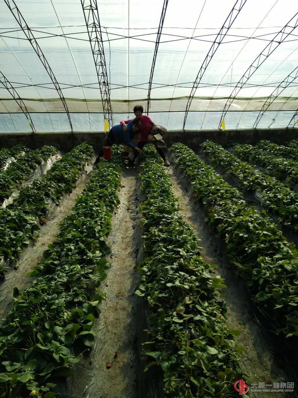 集團公司開展“三八”節(jié)訪春踏青采摘活動